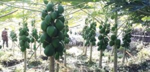 मेवा खेतीमा लागेका गागलका किसानले जुस उत्पादन गर्ने