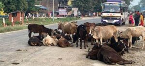 दुईसय गाईबाच्छालाई लायन्स क्लब अफ काठमाडौंको सहयोग