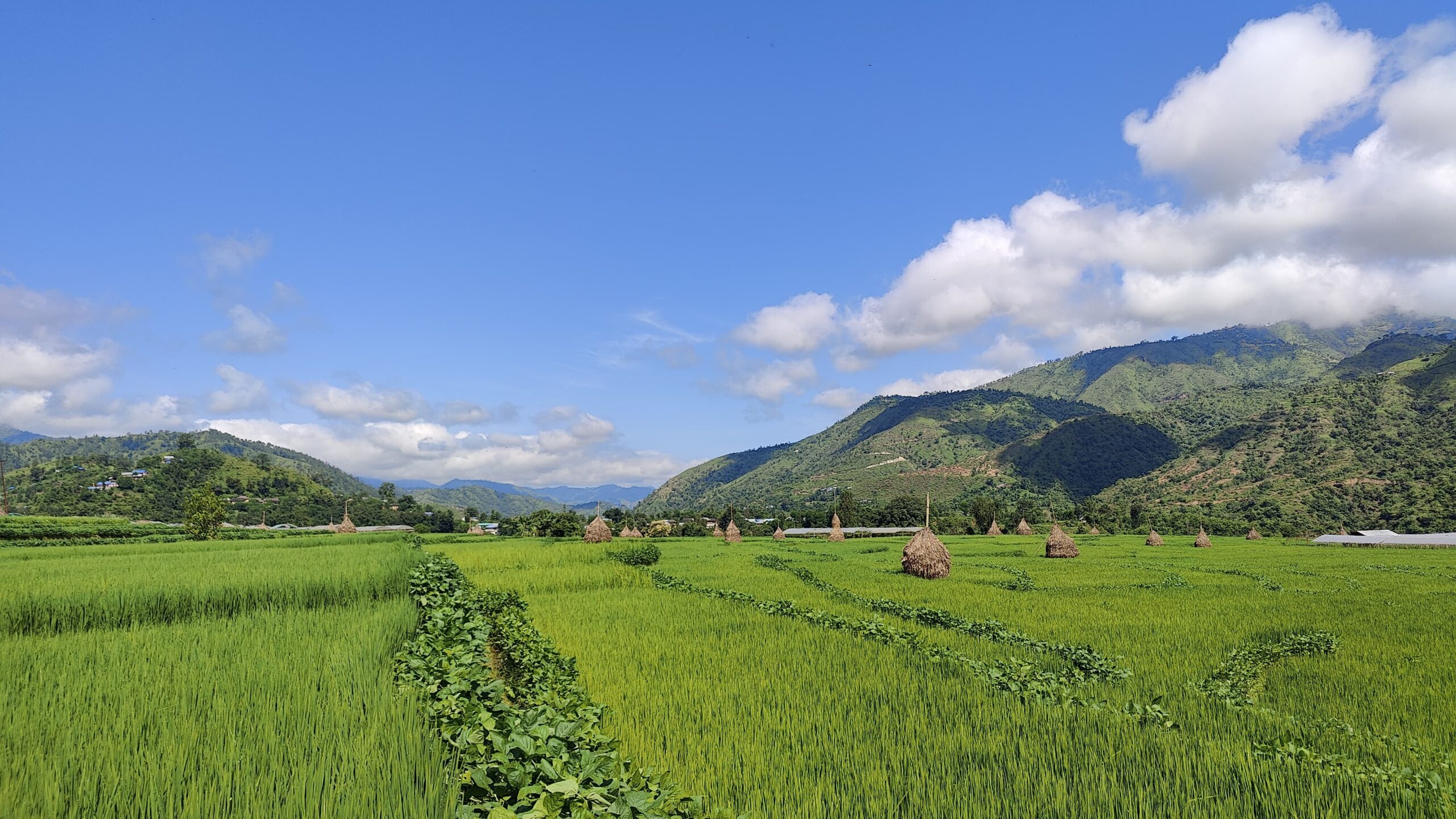 सिन्धुलीको गोलन्जोर गाँउपालिका ३ स्थित ग्वालटारका हरियाली धान खेत