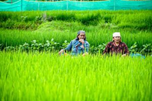 काभ्रे मल्पीस्थित धानको हरियाली फाँट (फोटो फिचर)