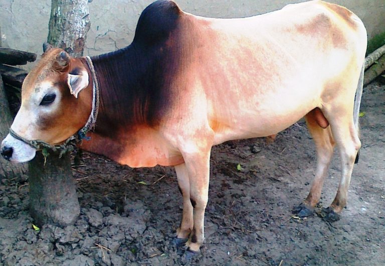 गोरु काट्दै गरेको अवस्था खातुन पक्राउ गोरु काट्दै गरेको अवस्था खातुन पक्राउ