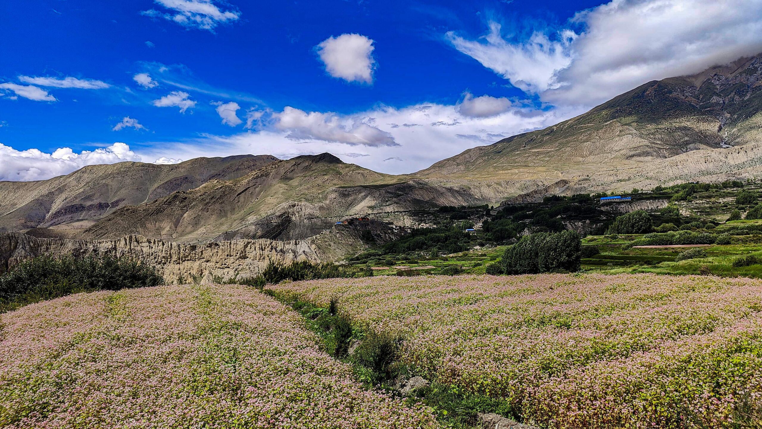 मुस्ताङको झारकोट गाउँ नजिकै फुलेको फापर