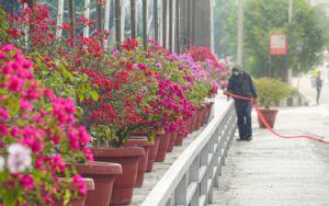 फूलैफूलले सजिएको बिजुली बजारको आर्क ब्रिज (हेर्नुहोस् तस्बिरहरू)