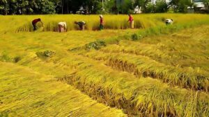 तिहार सकिएसँगै किसानलाई धान भित्र्याउन भ्याइ–नभ्याइ