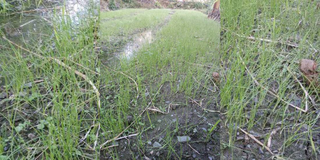 बेर्ना बेचेर एकै याममा दुई लाख आर्जन बेर्ना बेचेर एकै याममा दुई लाख आर्जन