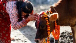 यमपञ्चक चौथो दिन : गाई पूजा गरिँदै
