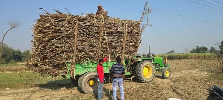 उखु खेतिको बिकल्पमा अन्य खेति खोज्दै कृषक