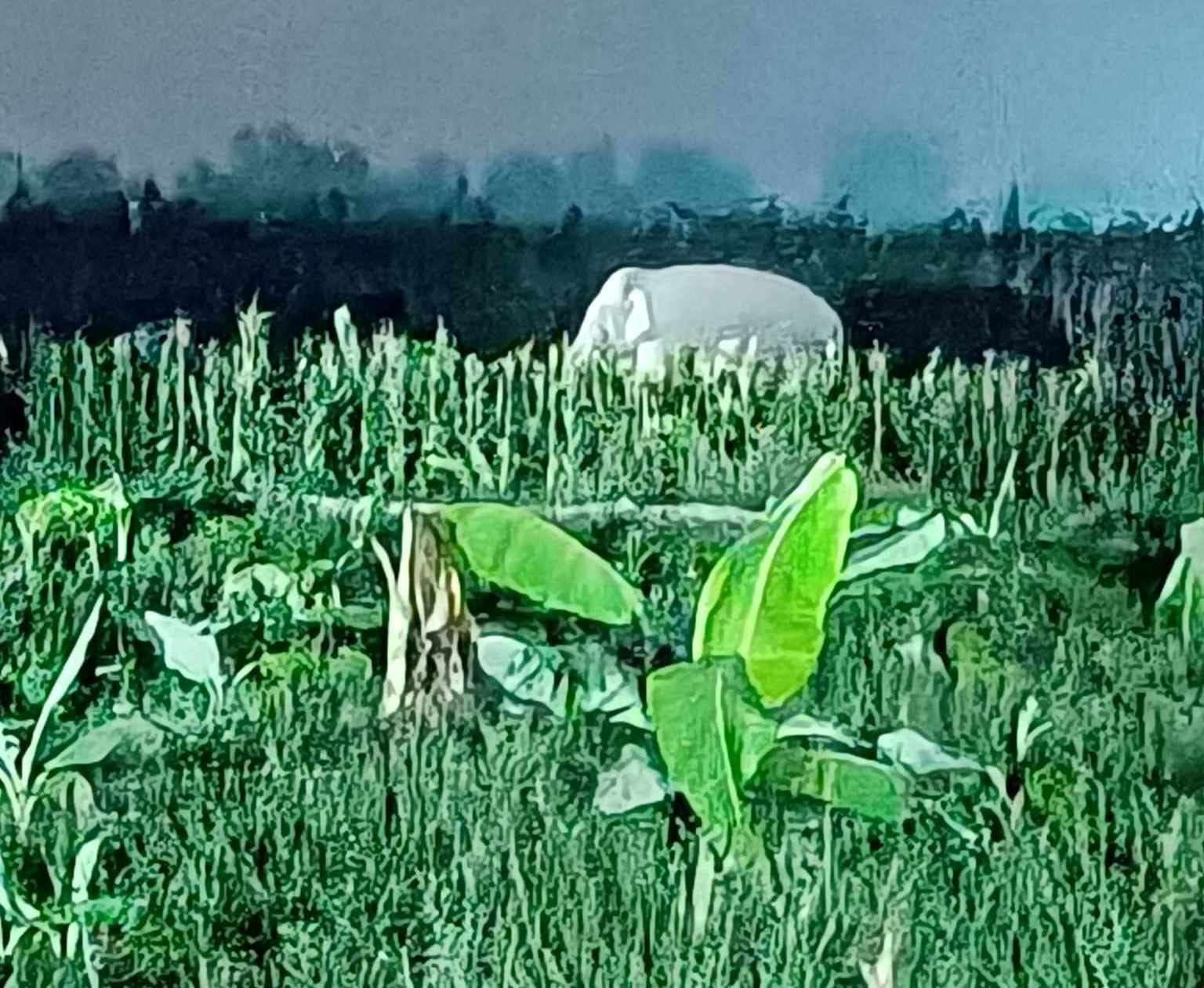 गैडाटारमा जंगली हात्तीले केरा माडेर नष्ट