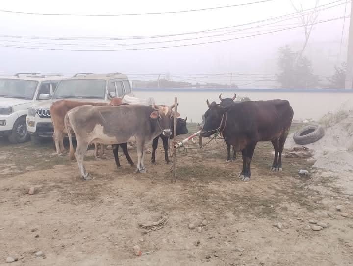 अवैध तरिकाले भारत लैजाँदै गरेका ६ वटा गाई नियन्त्रणमा