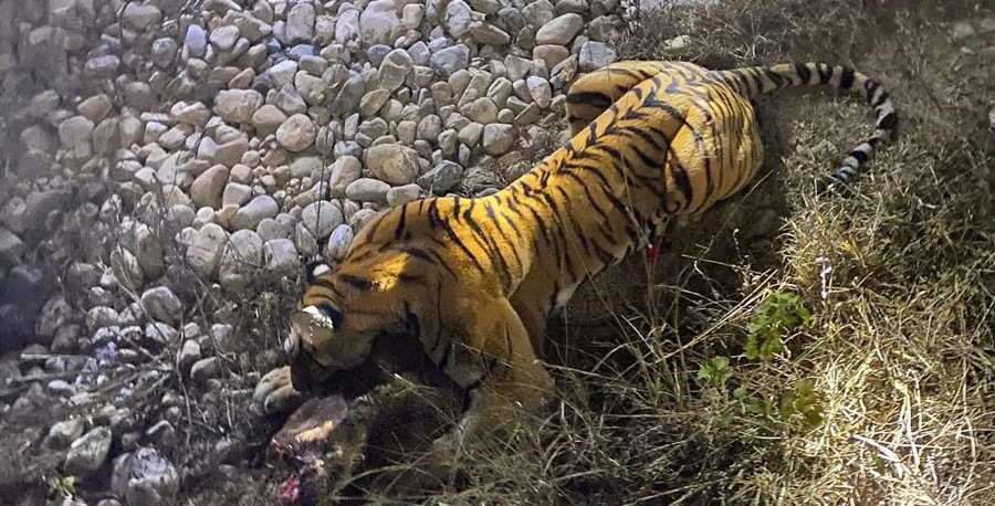 मान्छे खाने बाघ नियन्त्रणमा