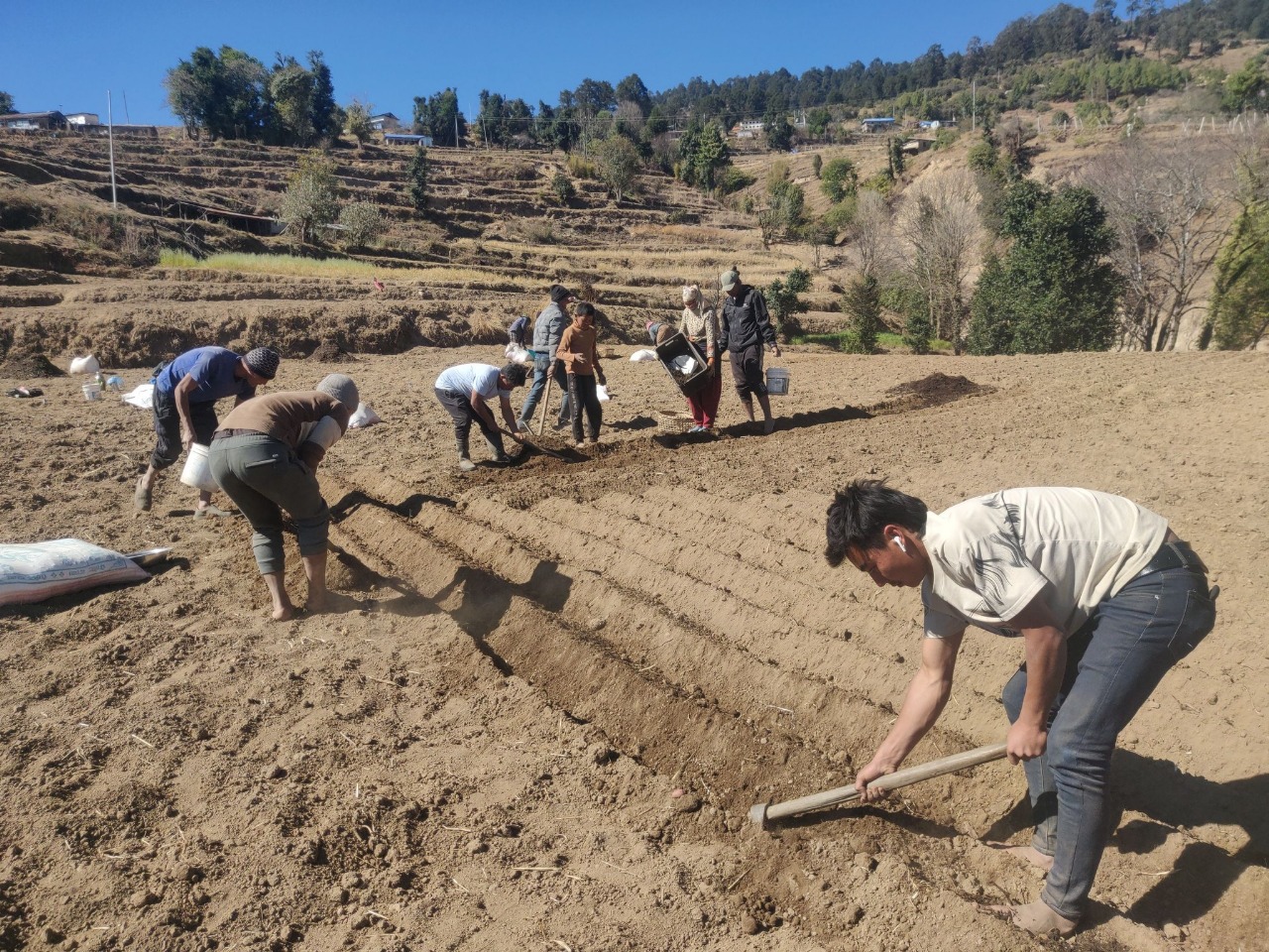 शैलुङका किसान आलु खेतीमा व्यस्त