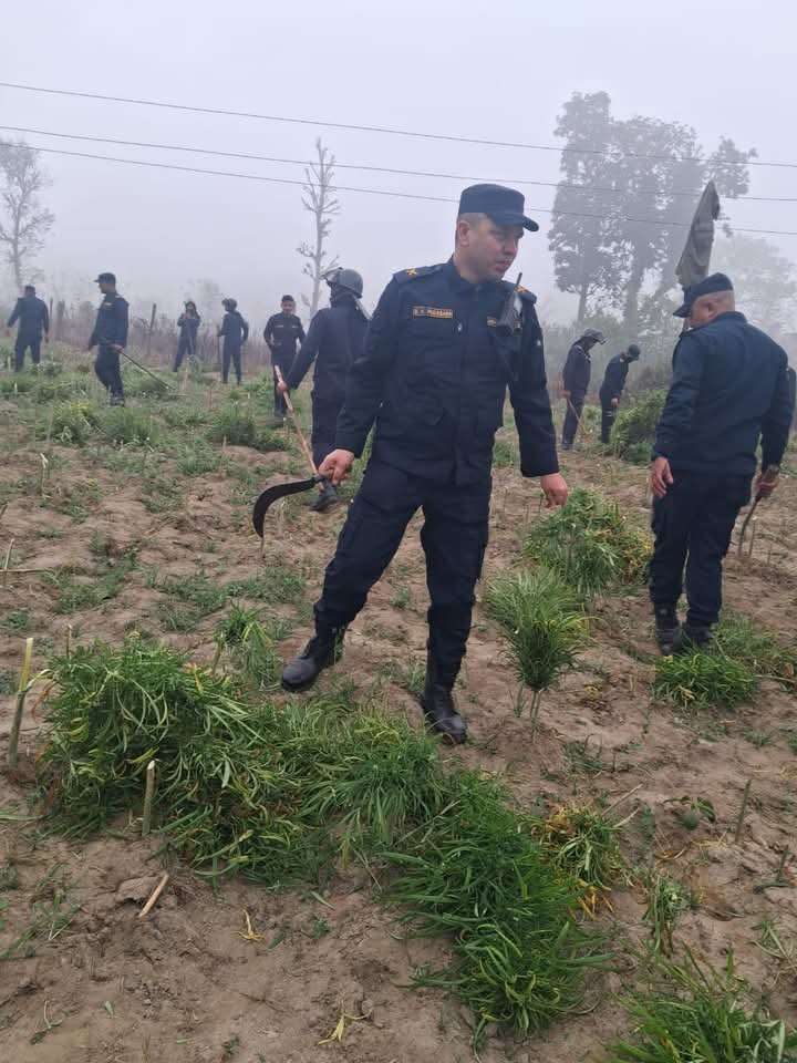 बारामा अवैध रुपमा गरिएको गाँजा खेती नष्ट बारामा अवैध रुपमा गरिएको गाँजा खेती नष्ट