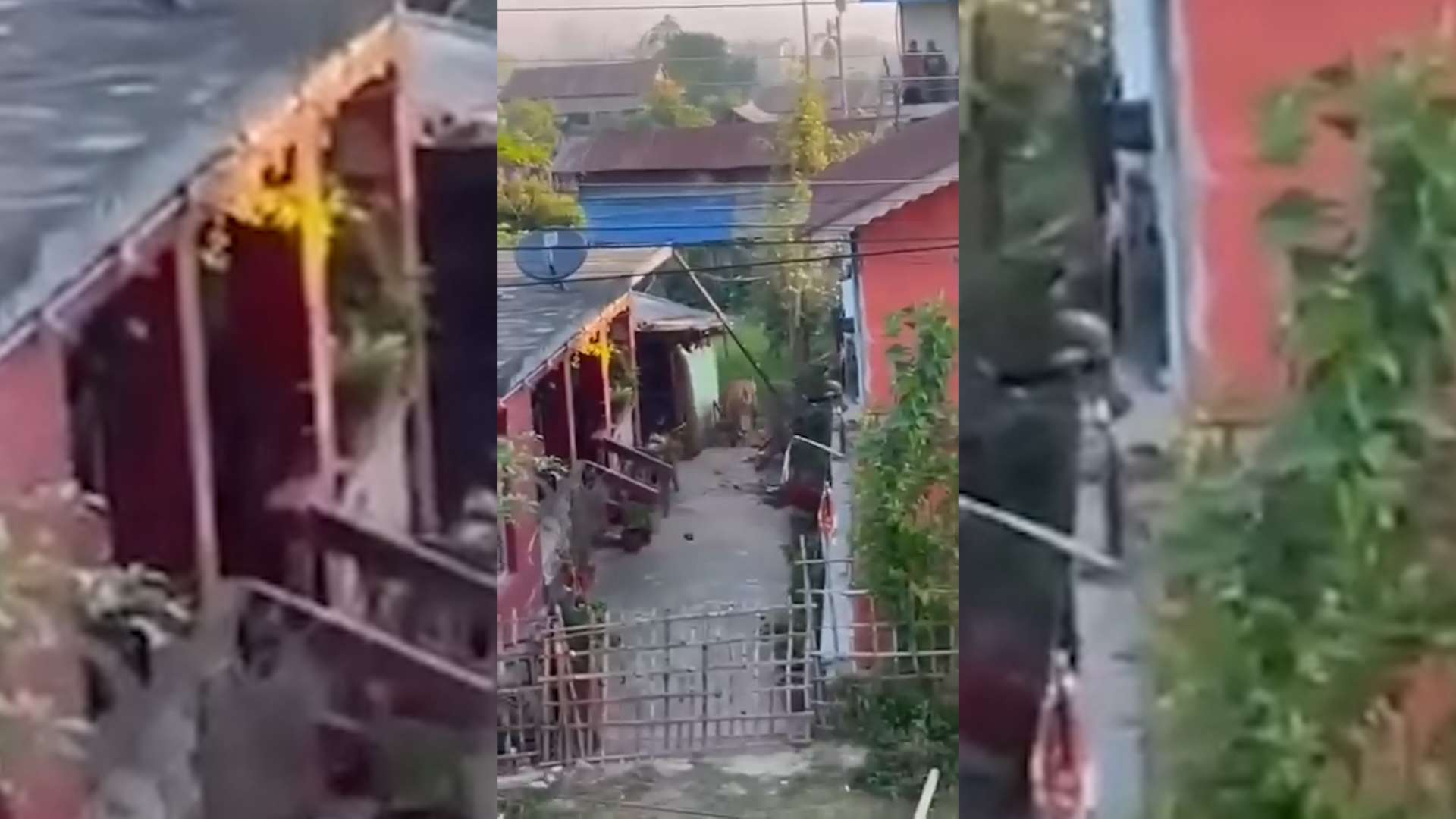 वस्तिमा पसेको बाघ नियन्त्रण गर्न गएको टोली फर्कियो, प्रशासनद्वारा नियन्त्रणको प्रयास जारी