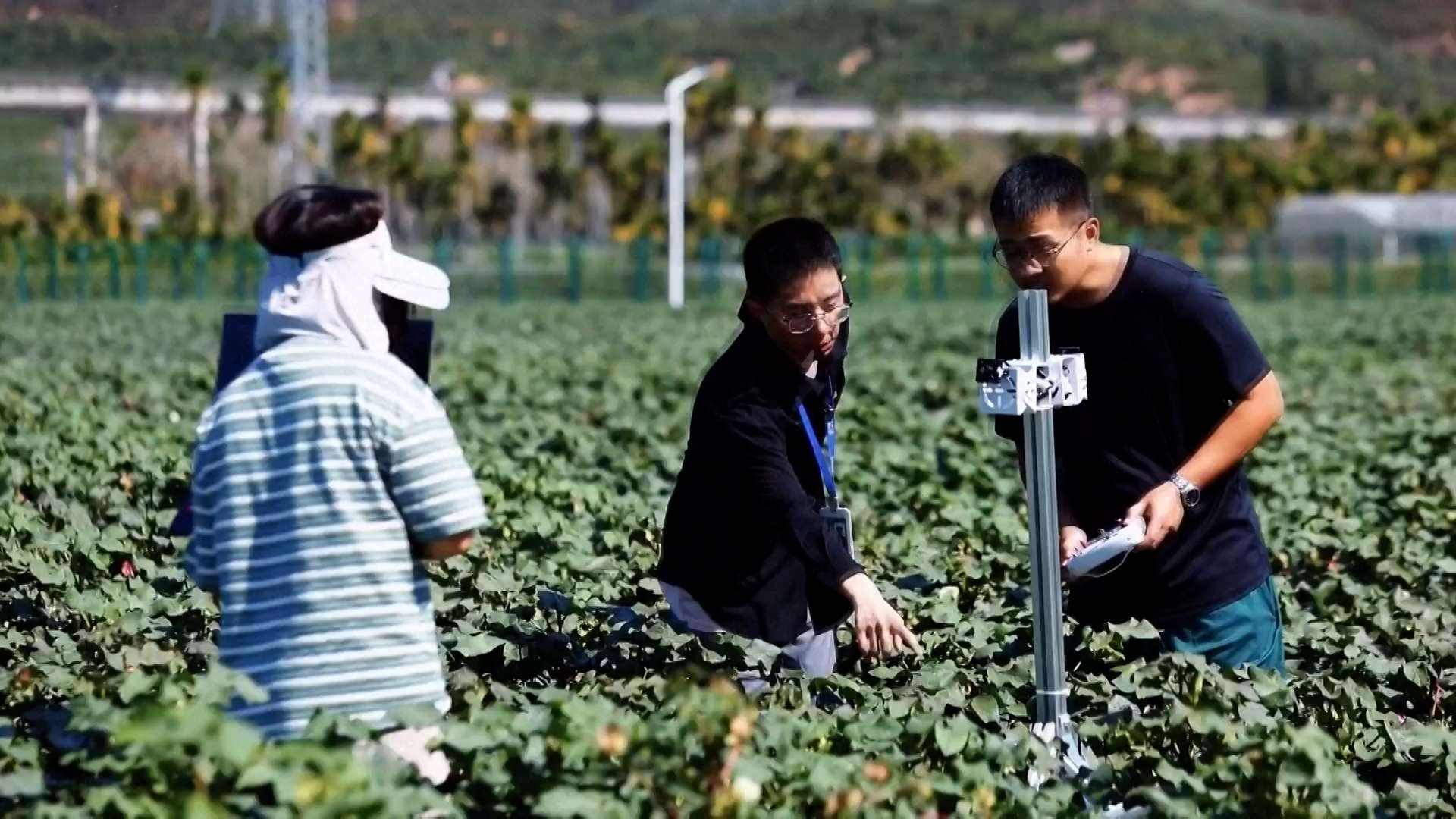चीनमा बीउ प्रजनन अनुसन्धानमा एआइएको प्रयोग