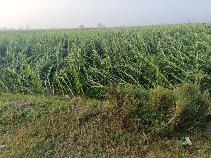 असिना पानीले कृषिवालीमा क्षति, घोगा लागेको मकै सखाप