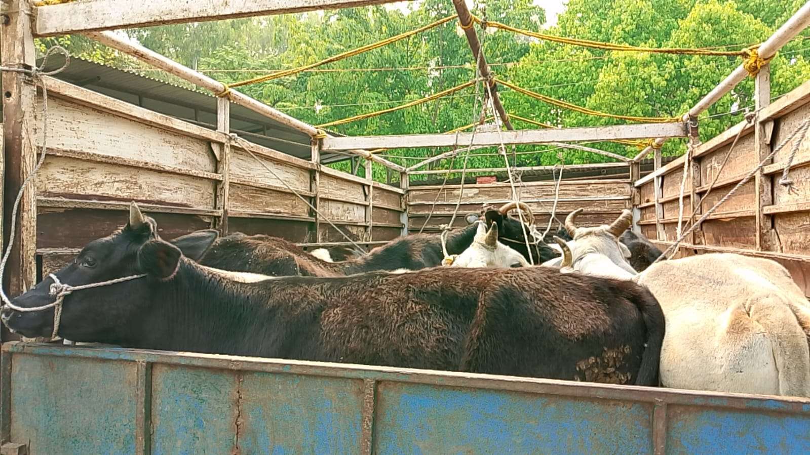 मकवानपुरमा अवैध गाई गोरु तस्करीको घटना बढ्दो क्रममा