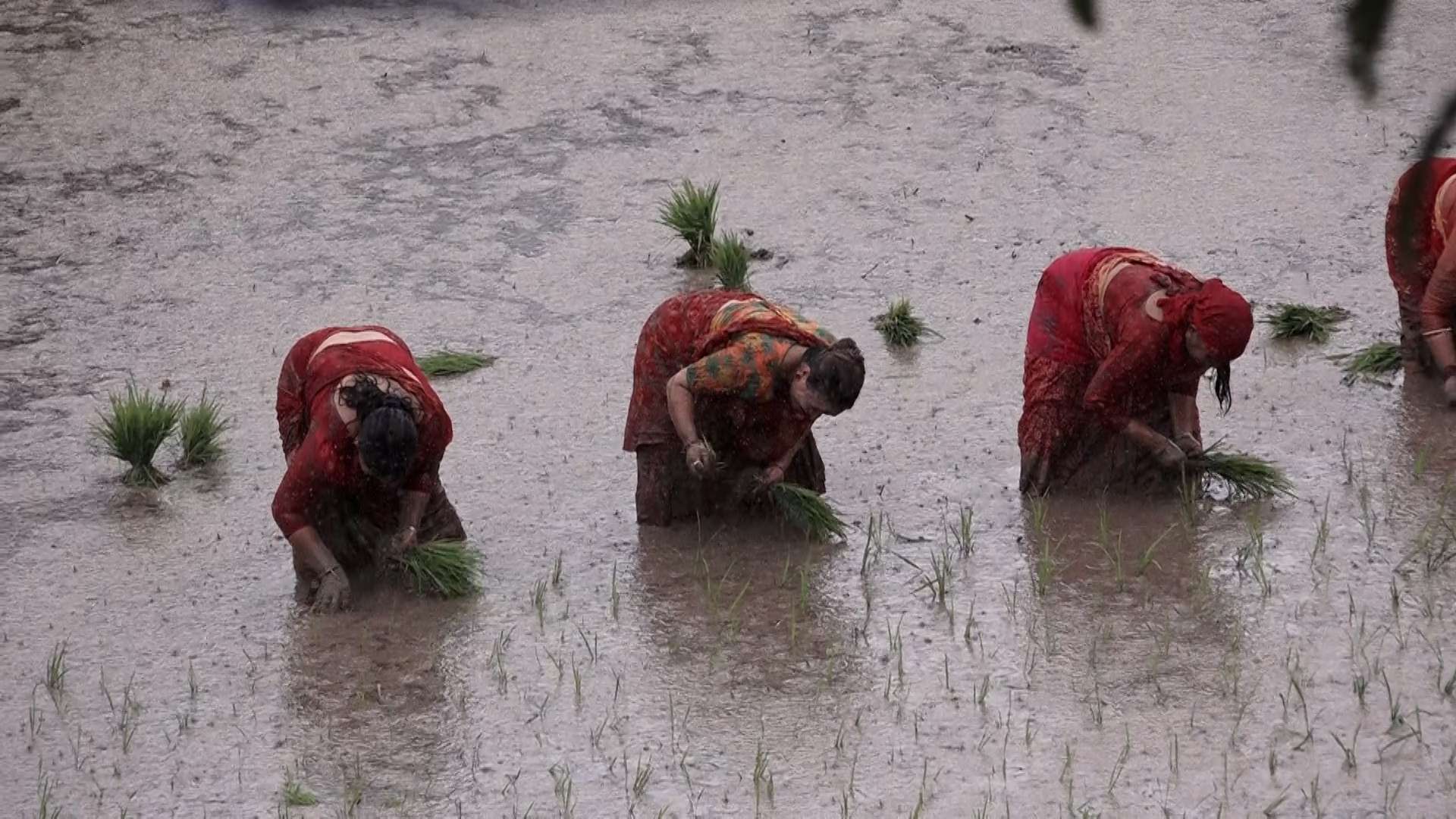 असार १५ सम्म २०।३ प्रतिशत मात्र धान रोपाइँ
