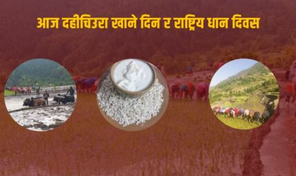 आज राष्ट्रिय धान दिवस र दही चिउरा खाने पर्व