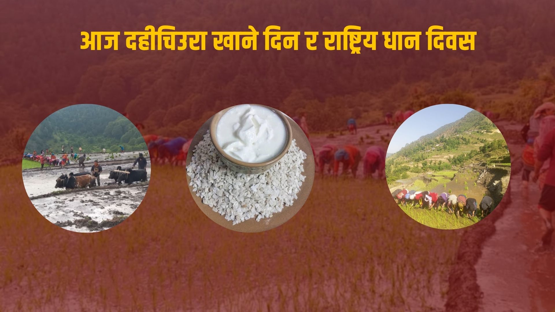 आज राष्ट्रिय धान दिवस र दही चिउरा खाने पर्व