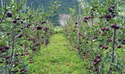 उपल्लो मुस्ताङमा स्याउखेती विस्तार, पालिकाले किसानलाई बिरुवामा अनुदान दिने