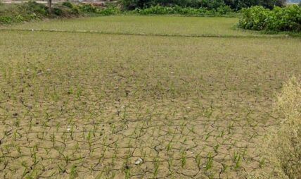 तराई-मधेशमा खडेरीले फाटेका खेतका धाँजा (फोटो फिचर)