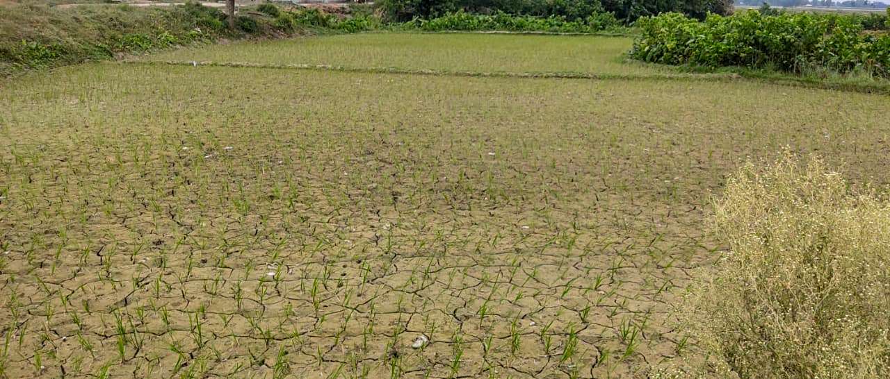 तराई-मधेशमा खडेरीले फाटेका खेतका धाँजा (फोटो फिचर)