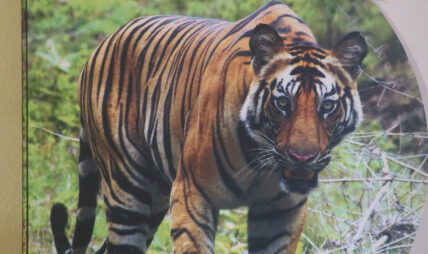 विश्व बाघ दिवसको छायाँमा गाउँलेका आँशु : सहअस्तित्वको कथामा पीडादायी घाउ बाघ आयो… अनि देवरानी फर्किइनन्