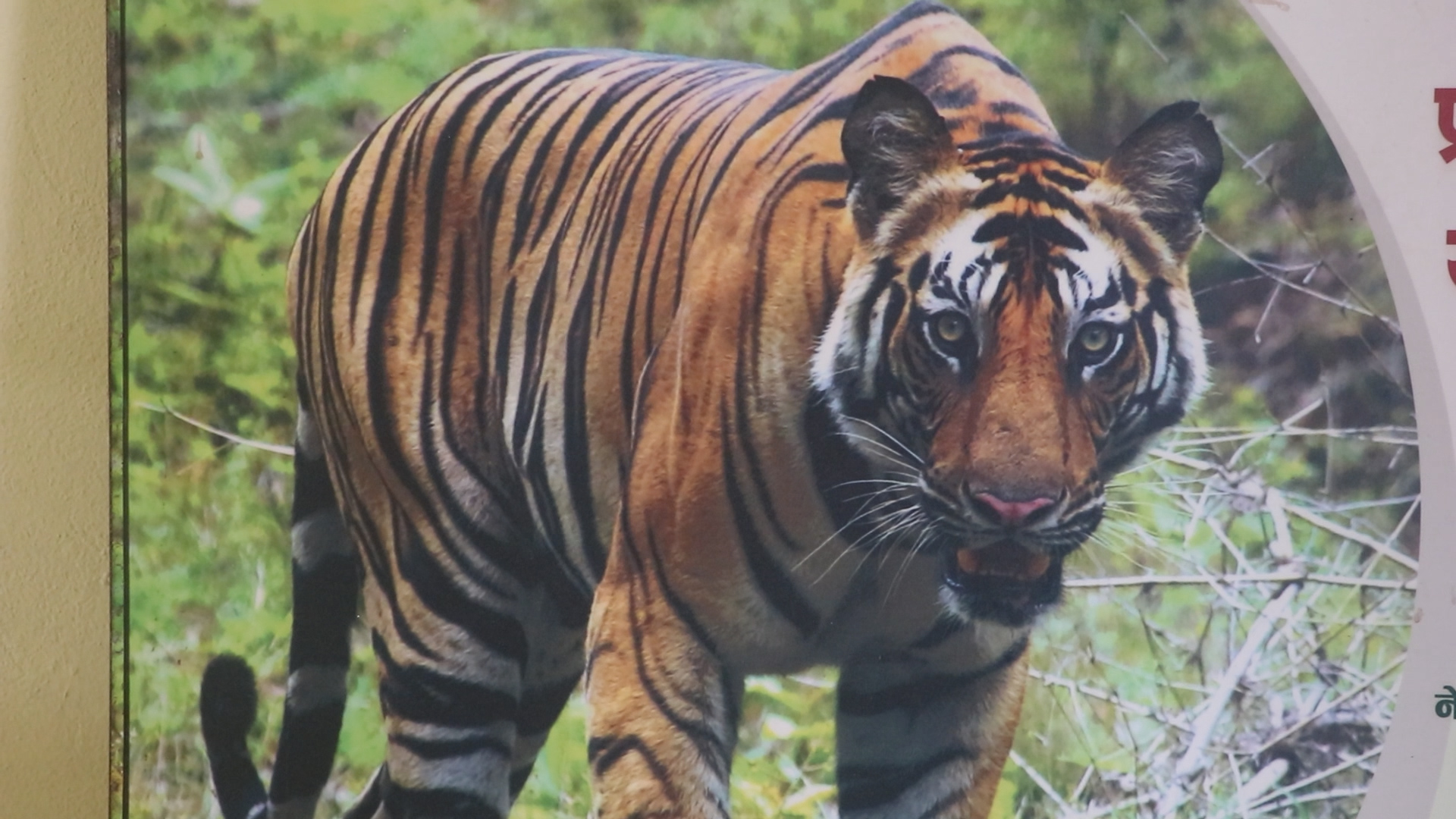 विश्व बाघ दिवसको छायाँमा गाउँलेका आँशु : सहअस्तित्वको कथामा पीडादायी घाउ बाघ आयो… अनि देवरानी फर्किइनन् विश्व बाघ दिवसको छायाँमा गाउँलेका आँशु : सहअस्तित्वको कथामा पीडादायी घाउ बाघ आयो… अनि देवरानी फर्किइनन्