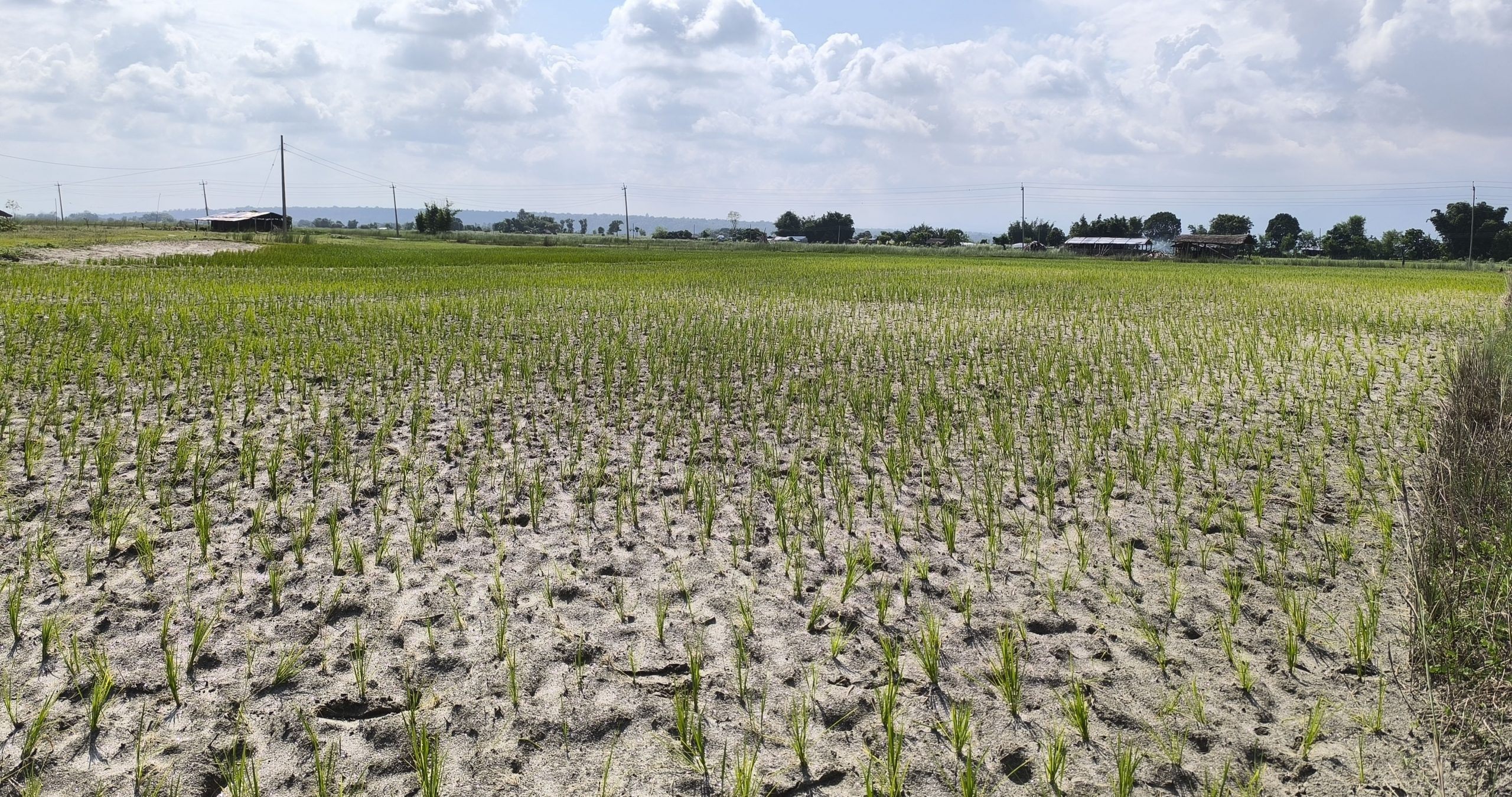 मधेश प्रदेशमा असारमै खडेरी : करीब ३४ प्रतिशत मात्रै धान रोपाइँ