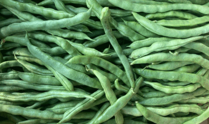 कालीमाटीमा बिक्रीको रायो सागपछि घिउ सिमीमा अत्यधिक विषादी, उपभोग अयोग्य घोषित