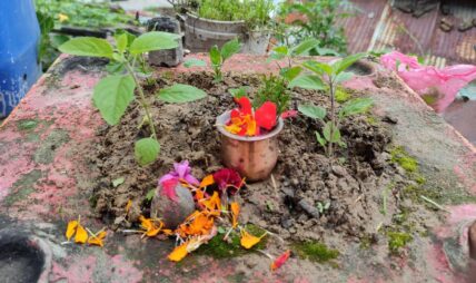 आज हरिशयनी एकादशी, तुलसीको बिरुवा सारिँदै