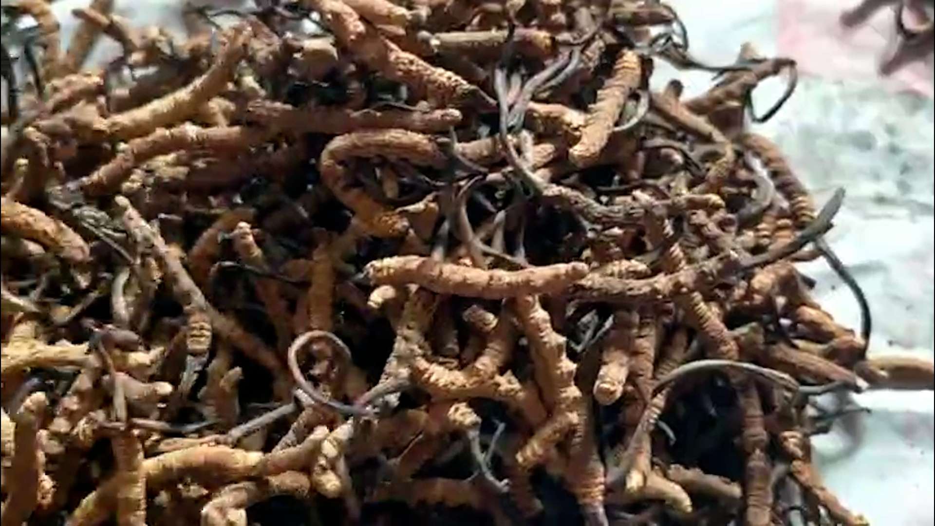 विक्री भएन यार्सागुम्बा, संकलक र व्यापारी मारमा