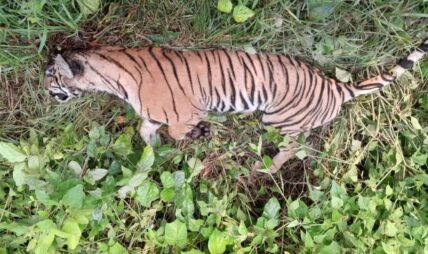 ठोरीमा मृत भेटिएको दुर्लभ पाटे बाघ आपसी लडाइँमा मरेको हुनसक्ने