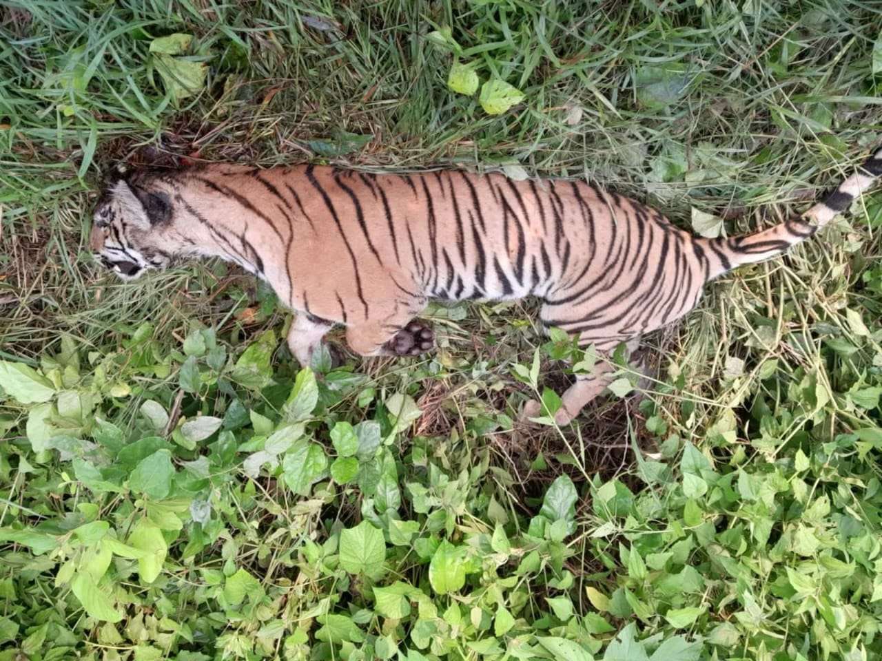 ठोरीमा मृत भेटिएको दुर्लभ पाटे बाघ आपसी लडाइँमा मरेको हुनसक्ने ठोरीमा मृत भेटिएको दुर्लभ पाटे बाघ आपसी लडाइँमा मरेको हुनसक्ने