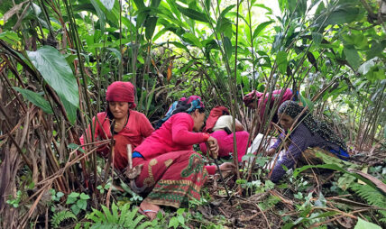 अलैँचीको निर्यात दोब्बरले बढ्यो