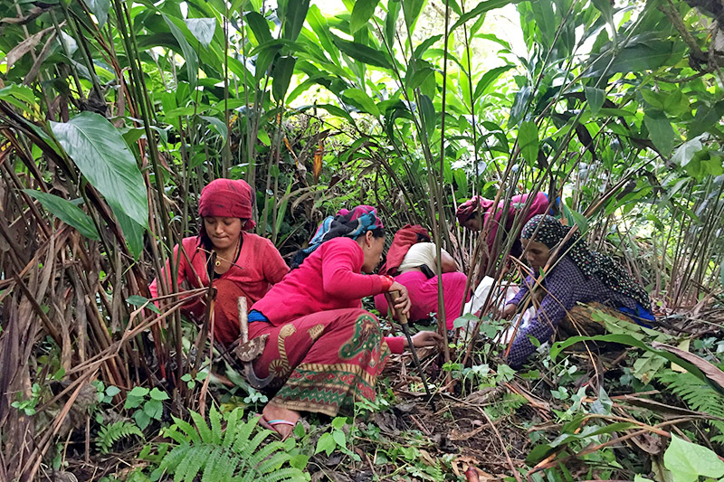 अलैँचीको निर्यात दोब्बरले बढ्यो