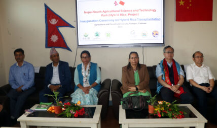 चिनियाँ सहयोगमा वर्णशङ्कर धान रोपाइँ कार्यक्रम