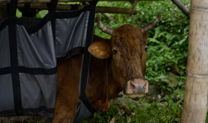 पाँचथरमा पहिलो पटक ‘काउ लिफ्टिङ मेसिन’को प्रयोगद्वारा गाईको उपचार