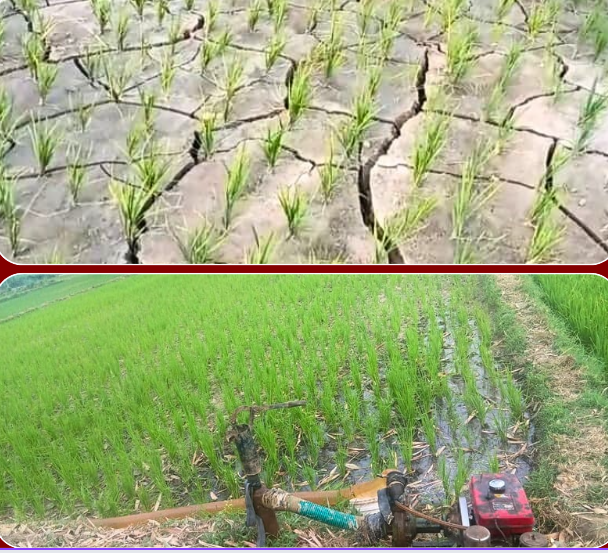 मधेशमा ५७ प्रतिशत मात्रै धान रोपाइँ : खाद्य सुरक्षाको जोखिम हुन सक्ने