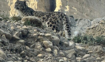 मुस्ताङको प्राकृतिक बास्थानमा भेटियो बैंस हिउँ चितुवा