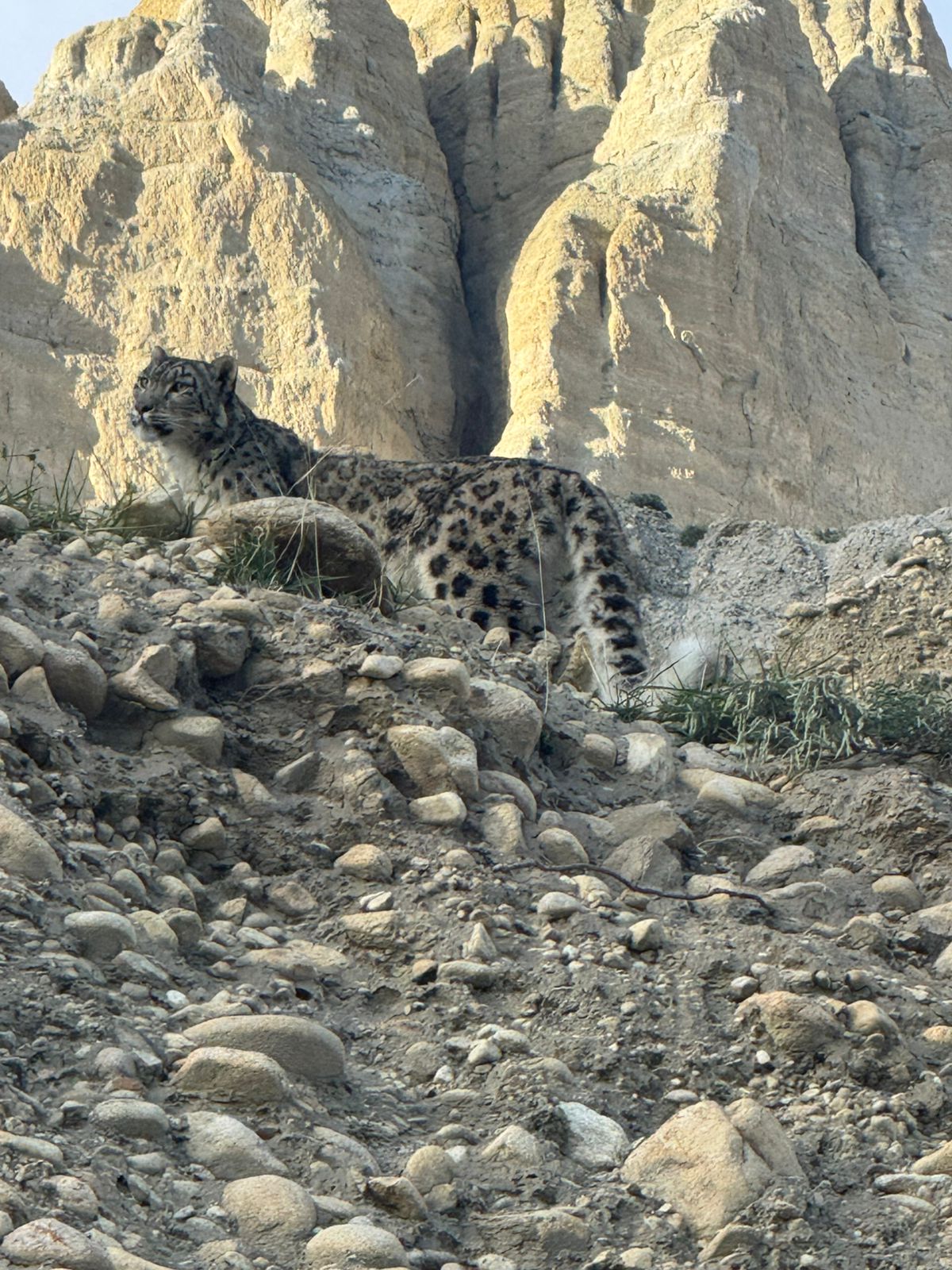 मुस्ताङको प्राकृतिक बास्थानमा भेटियो बैंस हिउँ चितुवा