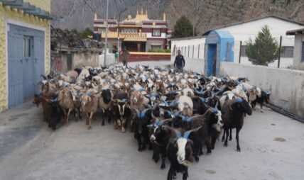 डोल्पा र जुम्लाका भेडाच्याङ्ग्रा मुस्ताङमा