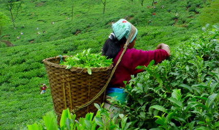 आजदेखि बन्द भए चिया उद्योग आजदेखि बन्द भए चिया उद्योग